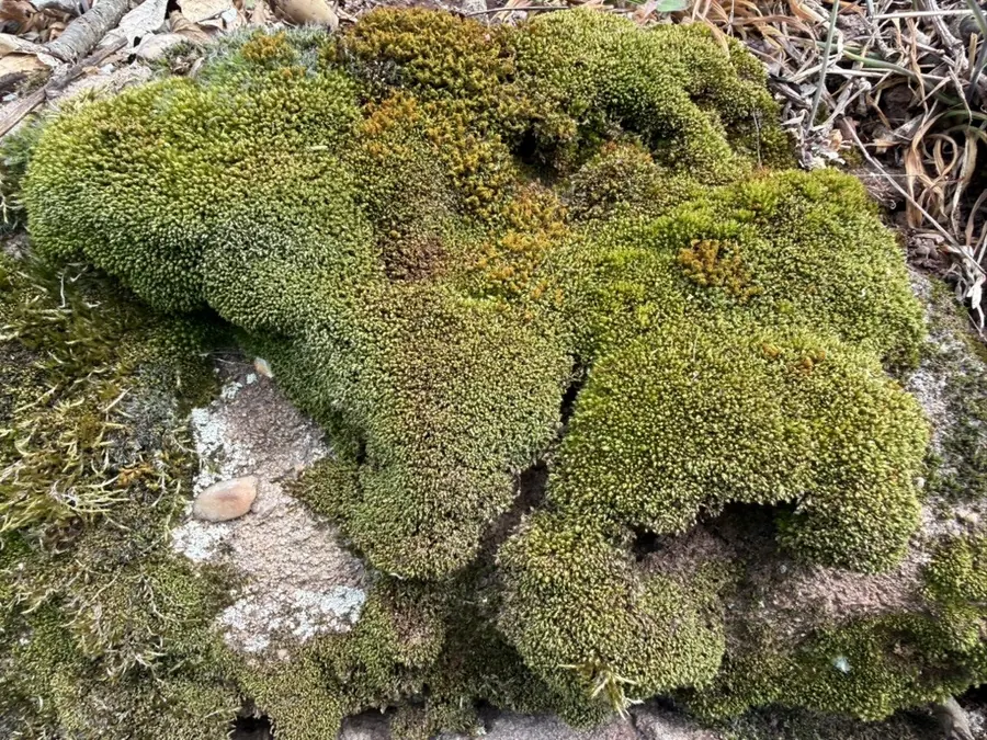 Dichte Moospolster auf einem Stein, von oben gesehen: grüne und ockerfarbene Kissen wachsen über die Kante, daneben helle Flechten und trockene Halme.